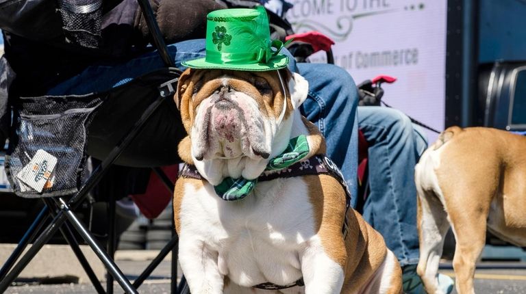 Carmine, a 3-year-old English Bulldog, is dressed up for Wantagh's...