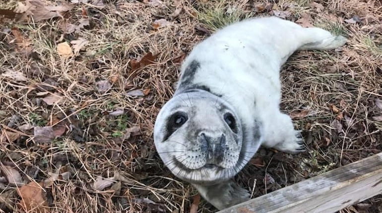 A seal pup was rescued from the side of the...