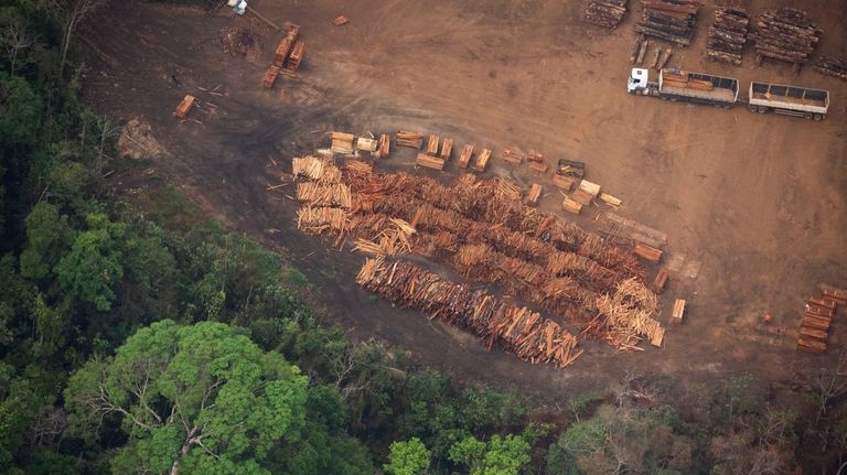 Timber from a woodmill sits next to the jungle near...