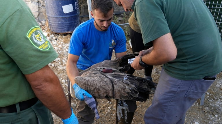 A veterinary, center, and Cyprus' wildlife officers attach a tracking...