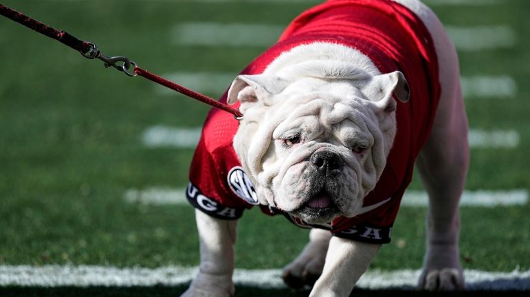 Georgia mascot Uga X walks on the field during the...