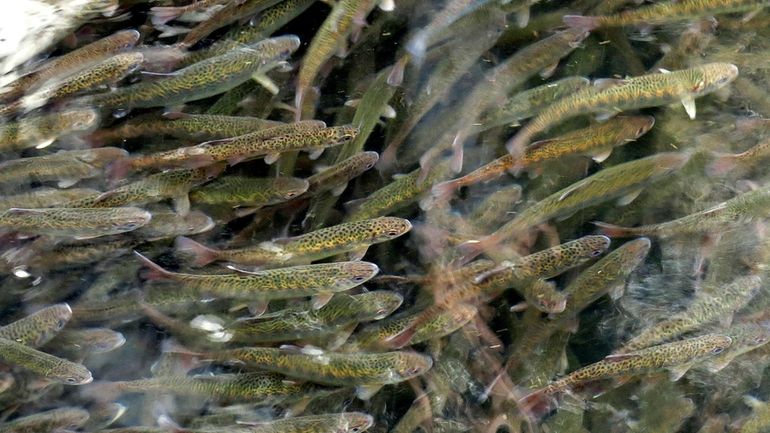 Juvenile coho salmon swim in a holding pond at the...