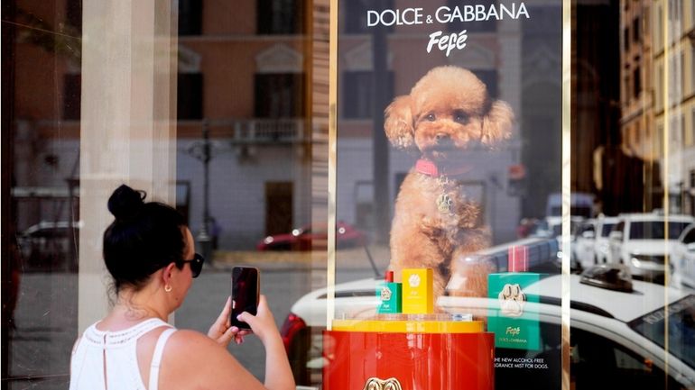 The new Dolce and Gabbana dog perfume called "Fefe" in...