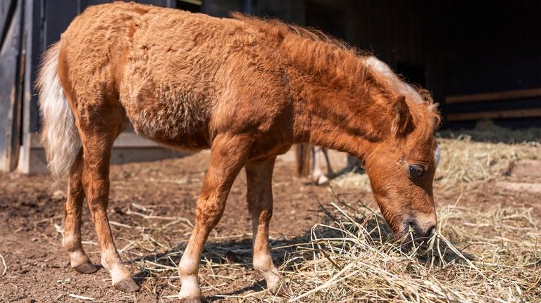 A miniature horse feeds on straw at Seven Oaks Farm,...