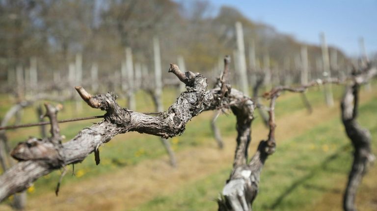 Fifty-year-old sauvignon blanc grape vines, shown on April 20, are among...