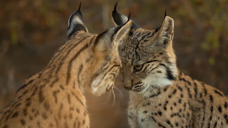 A pair of Iberian Lynx play together in the surroundings...