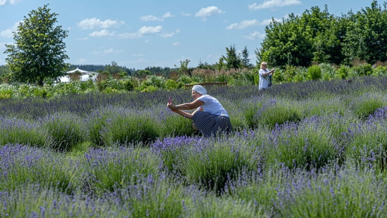 A woman takes photos in the lavender field in Dobro...
