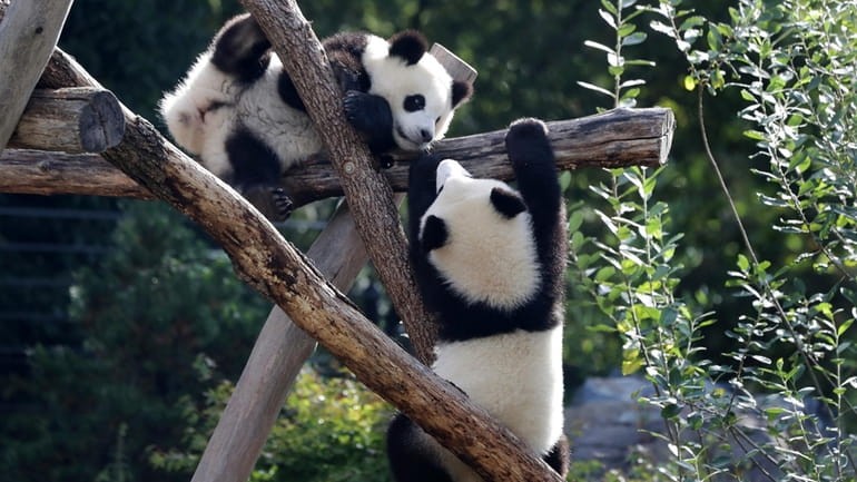 The Panda bear cubs Meng Xiang (nickname Pit), right, and...