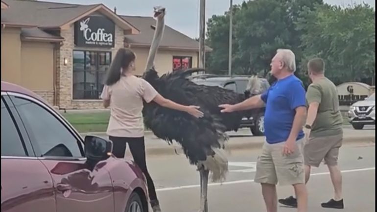 People attempt to lure an ostrich aways from traffic on...