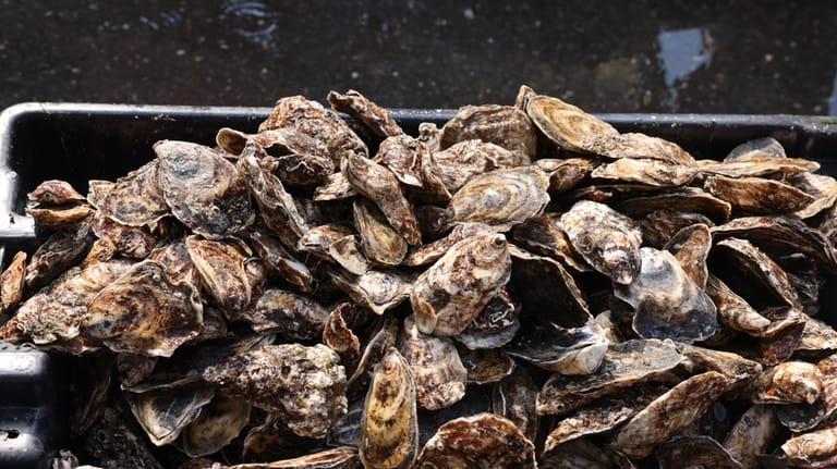 Fifty thousand oysters were planted in Oyster Bay waters this week...