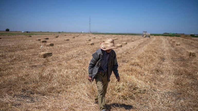 A farmer works in a wheat field on the outskirts...