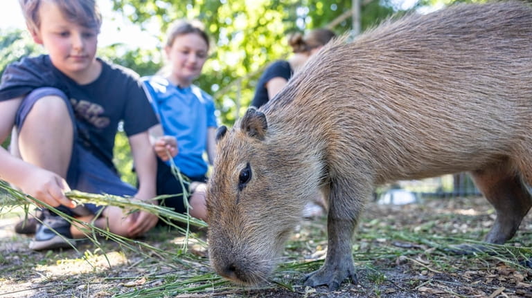 Matthew, 9, and Katelyn Lynch, 12, visit the capybaras at the...