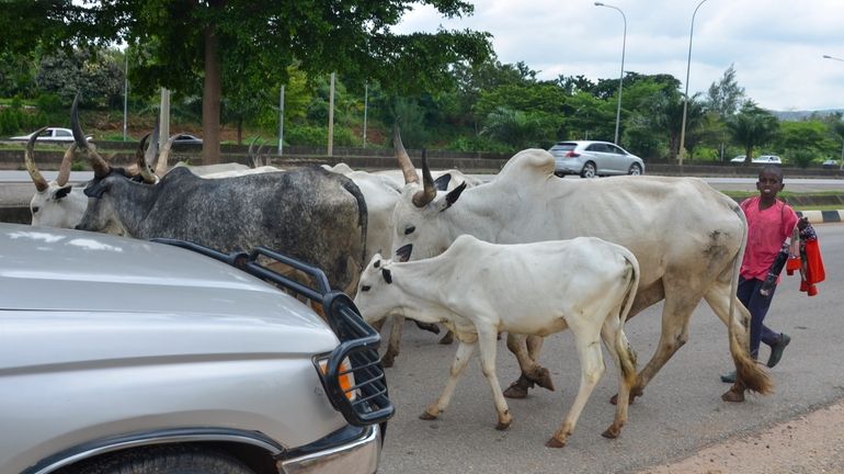 A boy guides cattle on a road in Abuja, Nigeria,...