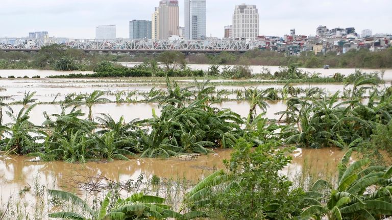 A banana garden is submerged in flood, following Typhoon Yagi...