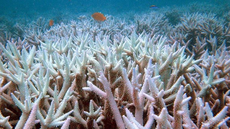 Fish swim amongst bleached coral near the Keppel Islands in...