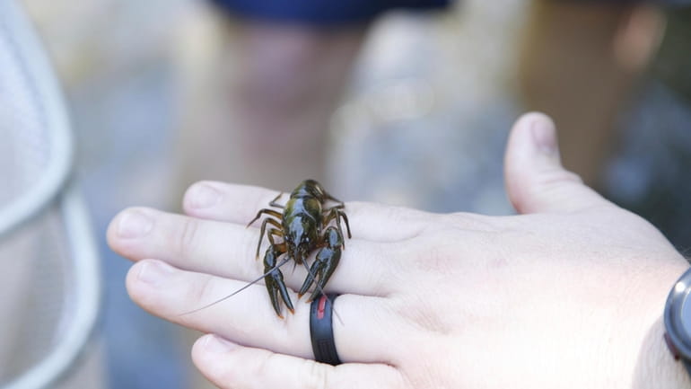Chad Cogburn, of the Nashville Zoo, holds a Nashville crayfish...
