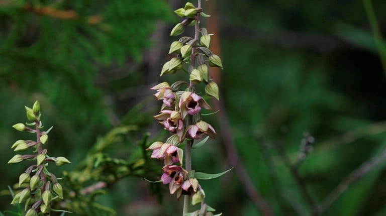 Helleborine epipactus, or wild orchid, is an invasive, difficult-to-control weed.