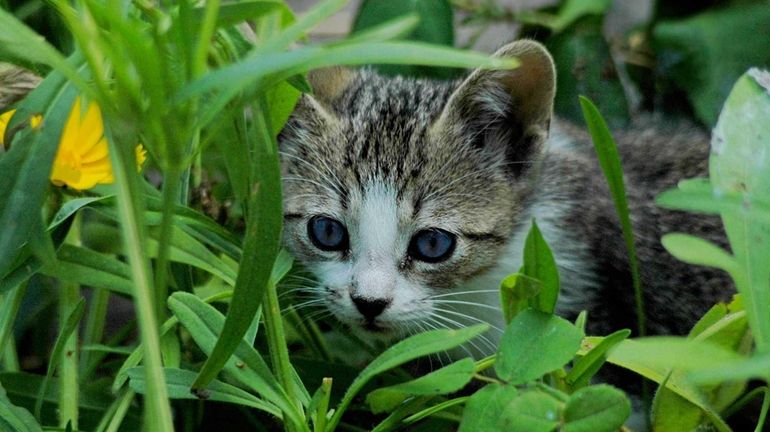 A cat in a garden.