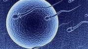 Success rates for in vitro fertilization were half those of...