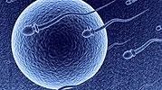 Success rates for in vitro fertilization were half those of...