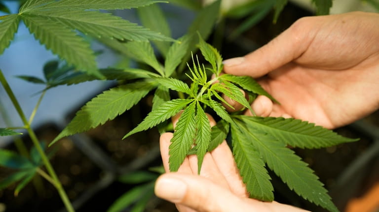 An employee shows a growing cannabis or hemp plant in...
