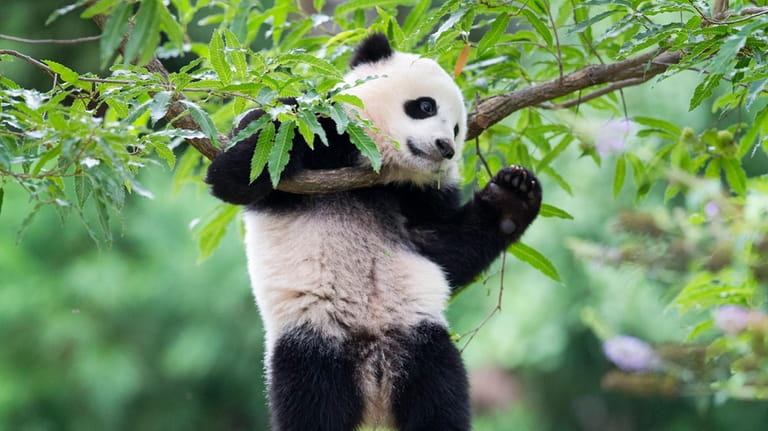 Panda cub Bao Bao hangs from a tree in her...