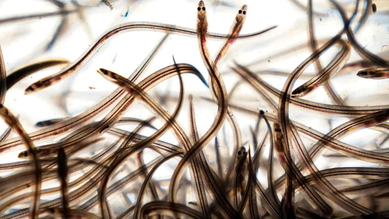 Baby eels swim in a tank after being caught in...