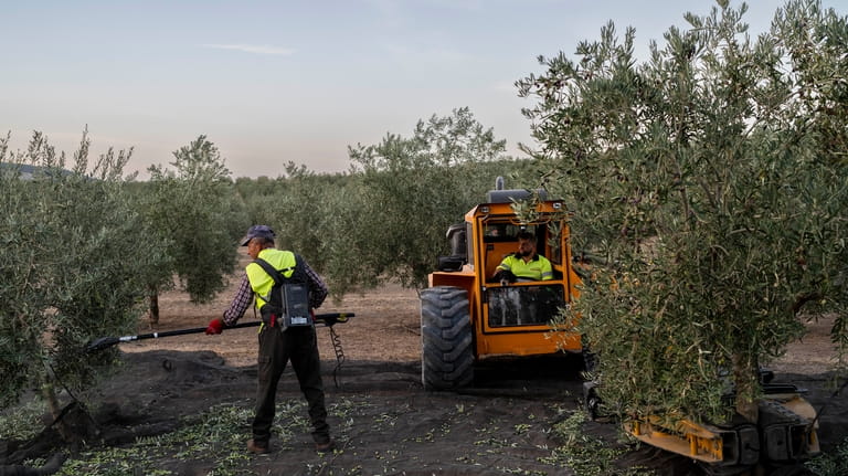 Day laborers work at the olive harvest in the southern...
