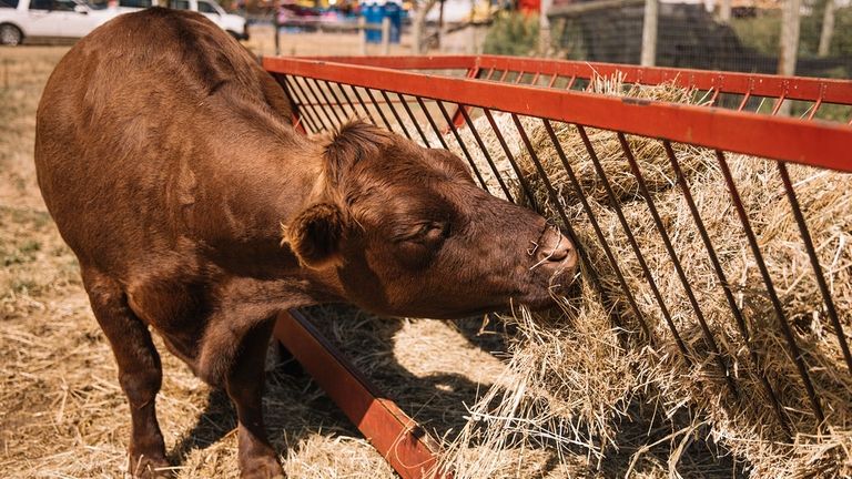 Patrons can meet a variety of farm animals at the Queens...