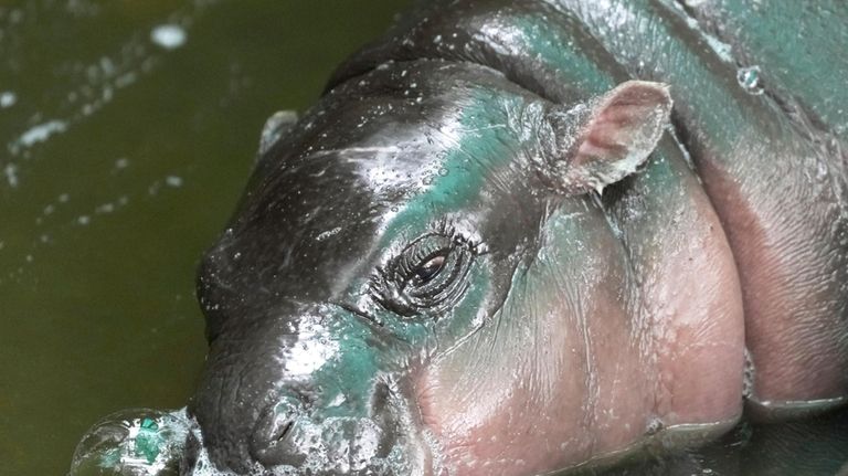 Two-month-old baby hippo Moo Deng sleeps at the Khao Kheow...