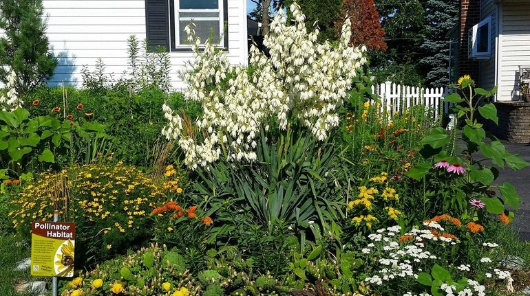 Anthony Marinello's native plant garden, as seen last July.