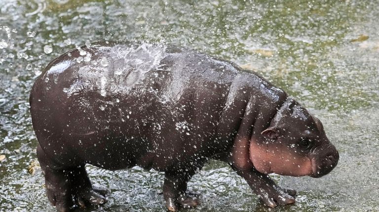 Two-month-old baby hippo Moo Deng plays with water from a...