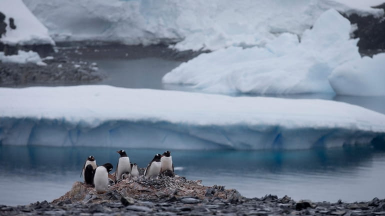Gentoo penguins stand on rocks near the Chilean station Bernardo...
