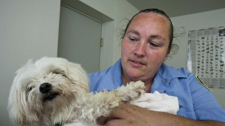 Kennel attendant Vicki Cain with Jackso, a Maltese with special...