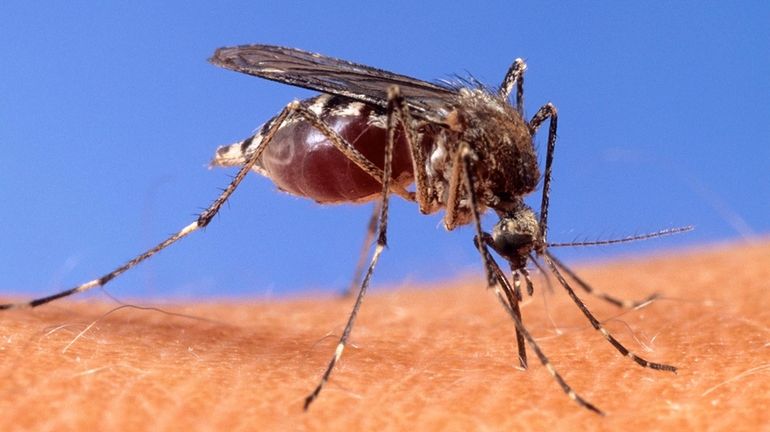 West Nile virus is the most common mosquito-borne disease in...