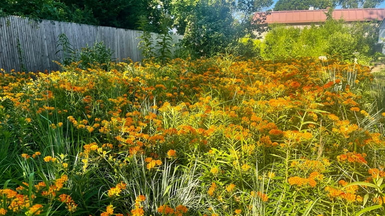 Butterfly milkweed and native grasses grown in a former driveway...