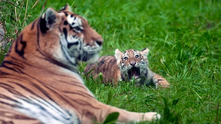 Three-month-old Amur tiger cubs Amaliya explores her outdoor enclosure for...