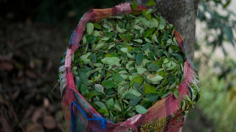 A sack of harvested coca leaves sits on a field...