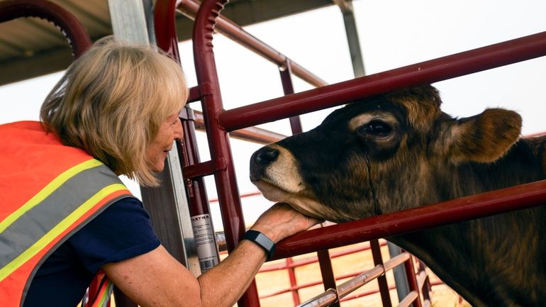 Brenda Stows-Johnson, from Chico Calif., pets a cow who was...