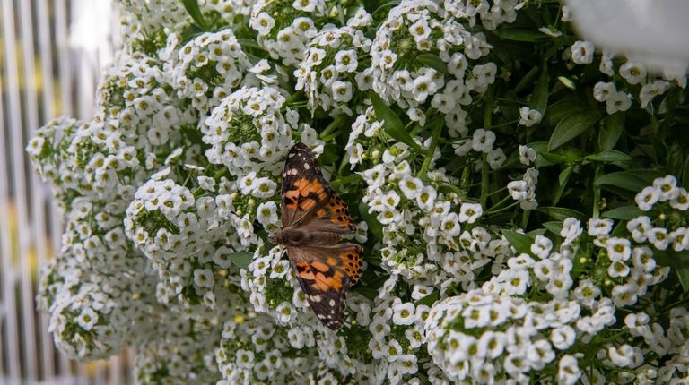 A butterfly at an outdoor greenhouse in Babylon on April 3.