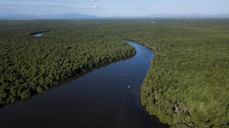 An aerial view of a mangrove recovered from deforestation in...