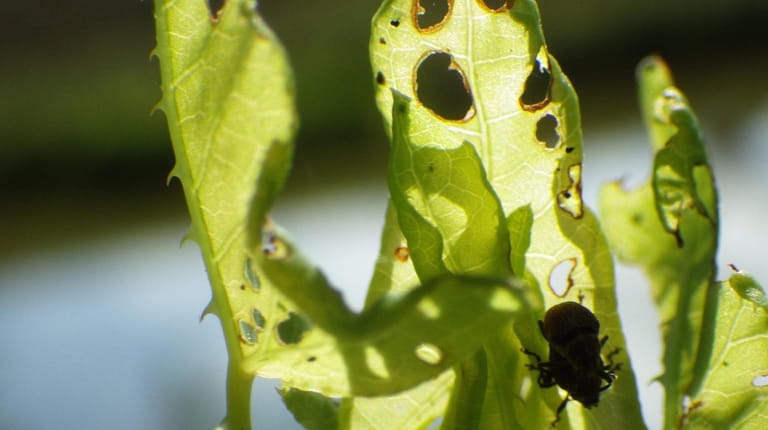 Mile-a-minute plants attacked by weevils. 