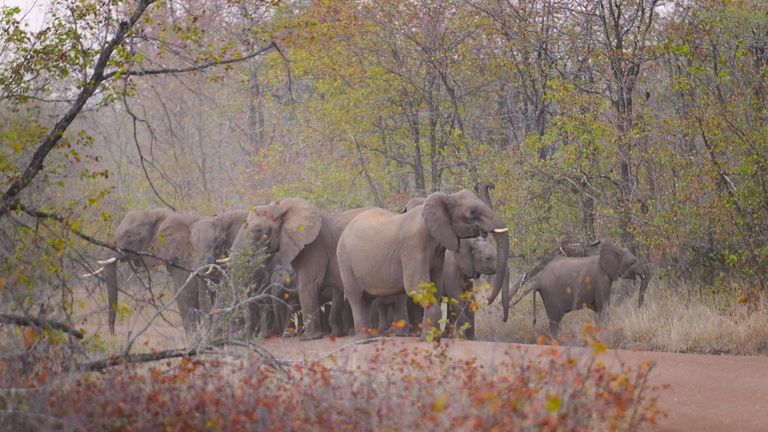 Elephants are visible on a road leading to a school...