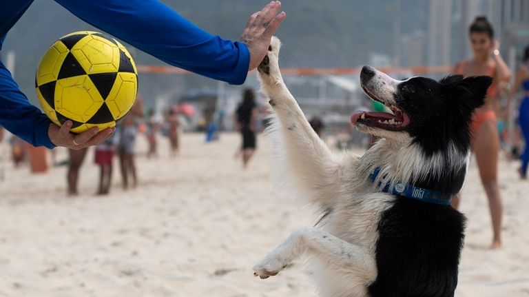 The border collie named Floki high-fives his coach Gustavo Rodrigues...