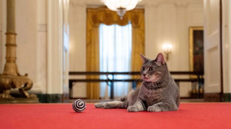 Willow, the Biden family's new pet cat, lies on a...