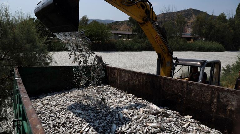 A bulldozer collects dead fish from a river near the...