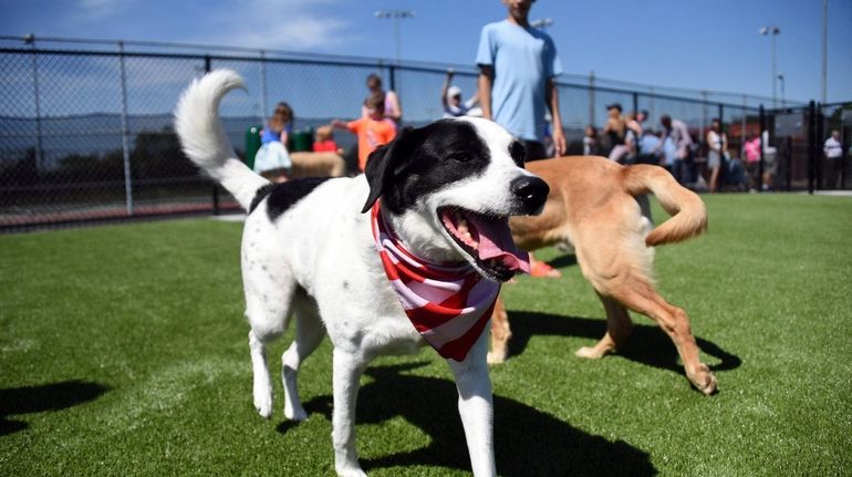 It's a dog meet dog world at Long Island dog...