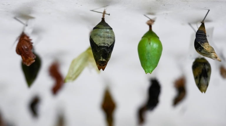Morpho Helenor chrysalises, center, and others species of butterflies hang...