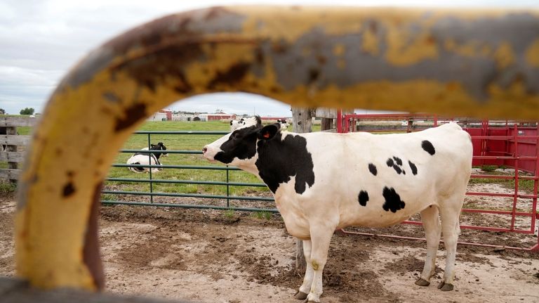 A cow stands in a feeding pen at the U.S....