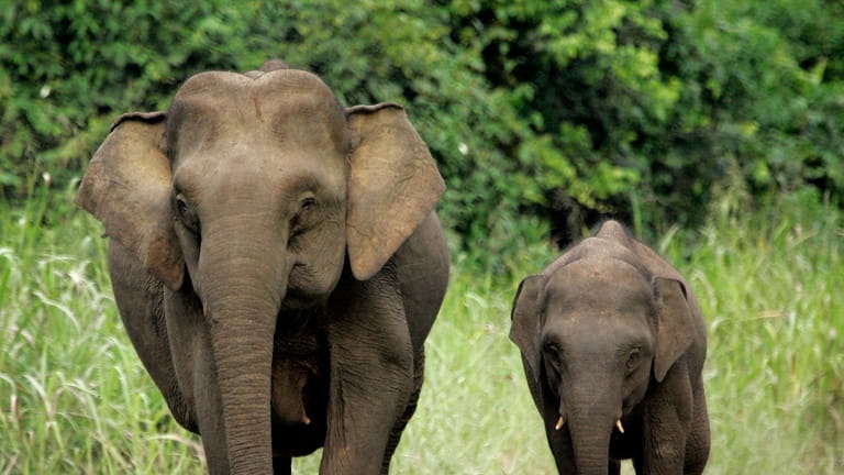 Two pygmy elephants cross the road in Taliwas forest on...